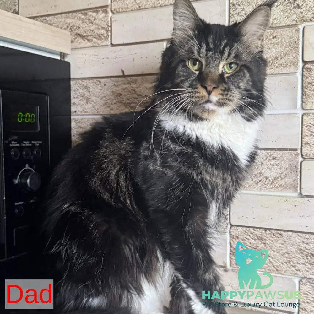 Sandra Maine Coon female black silver bicolour - live animals