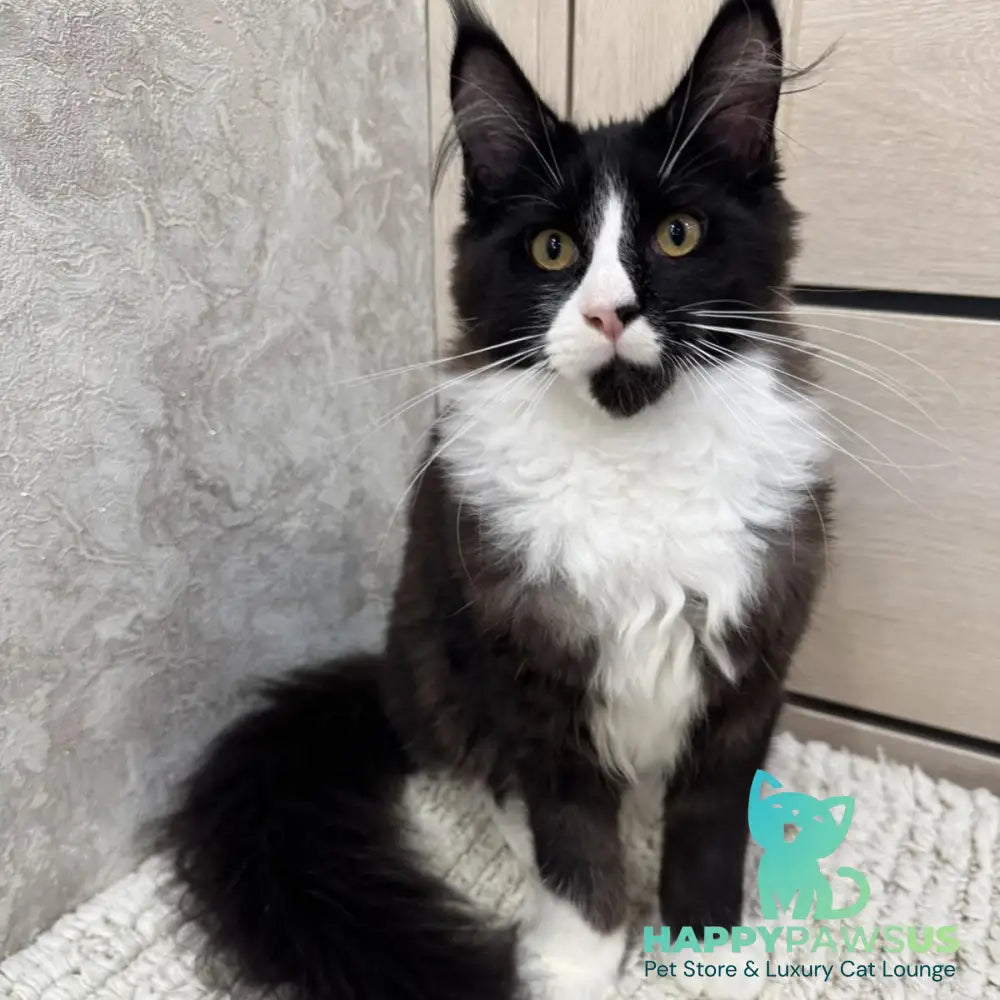 Sandra Maine Coon female black silver bicolour - live animals