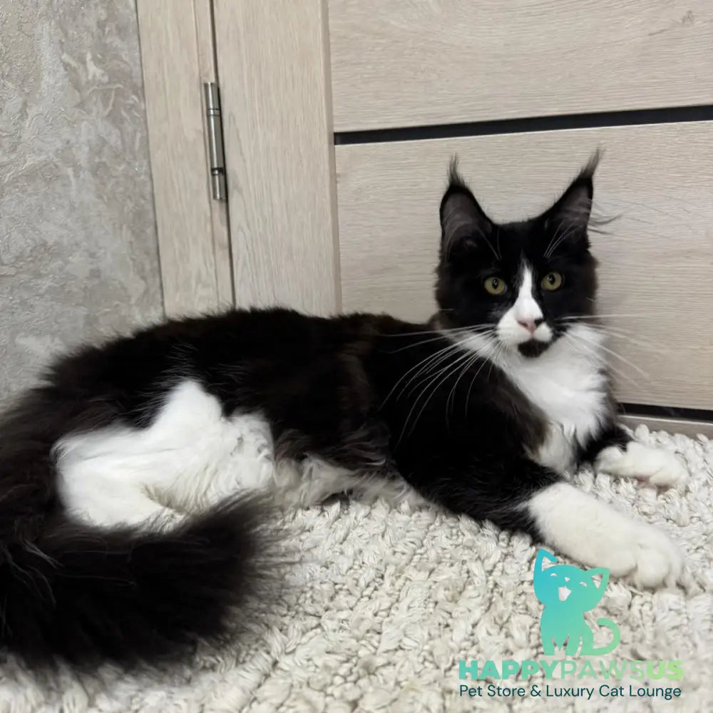 Sandra Maine Coon female black silver bicolour - live animals