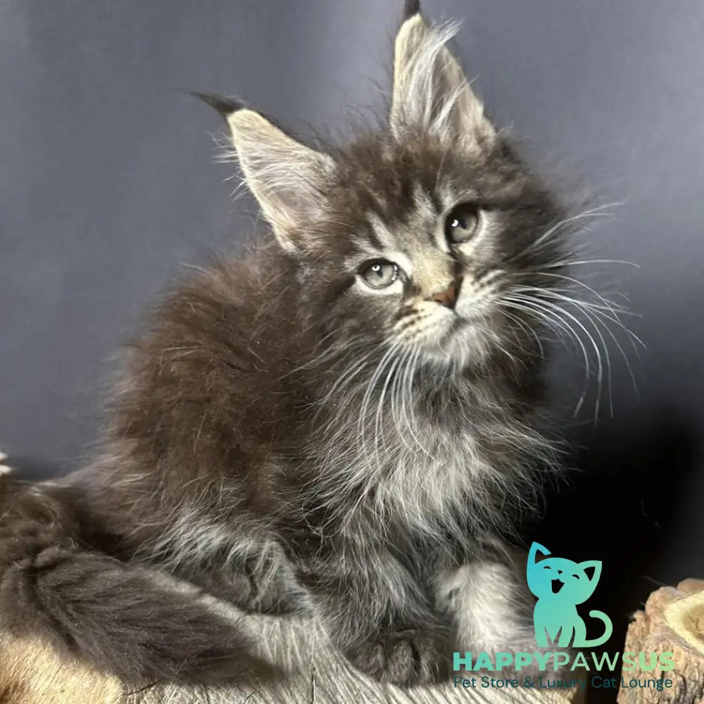 Sandra Maine Coon female black silver ticked tabby - live animals