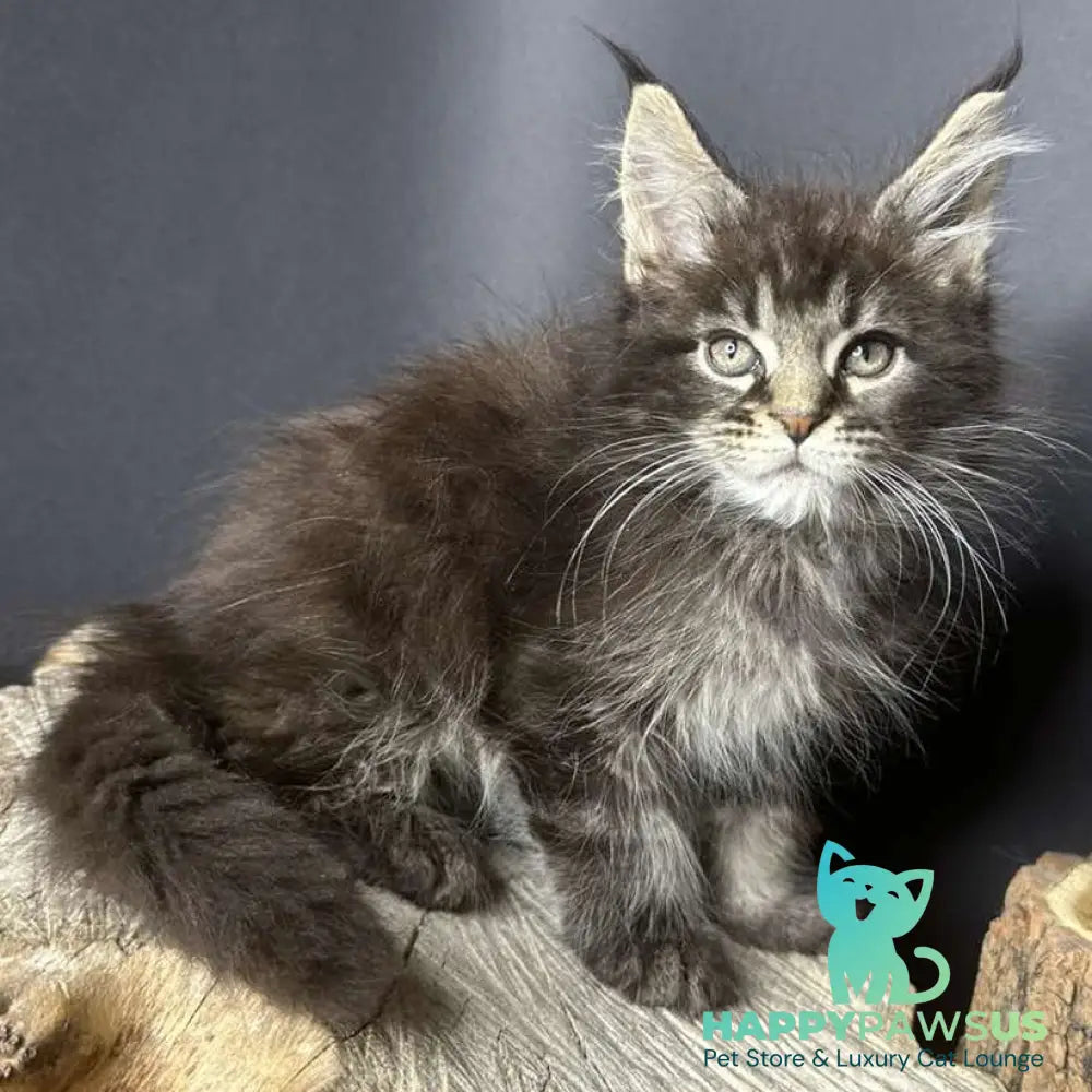Sandra Maine Coon female black silver ticked tabby - live animals