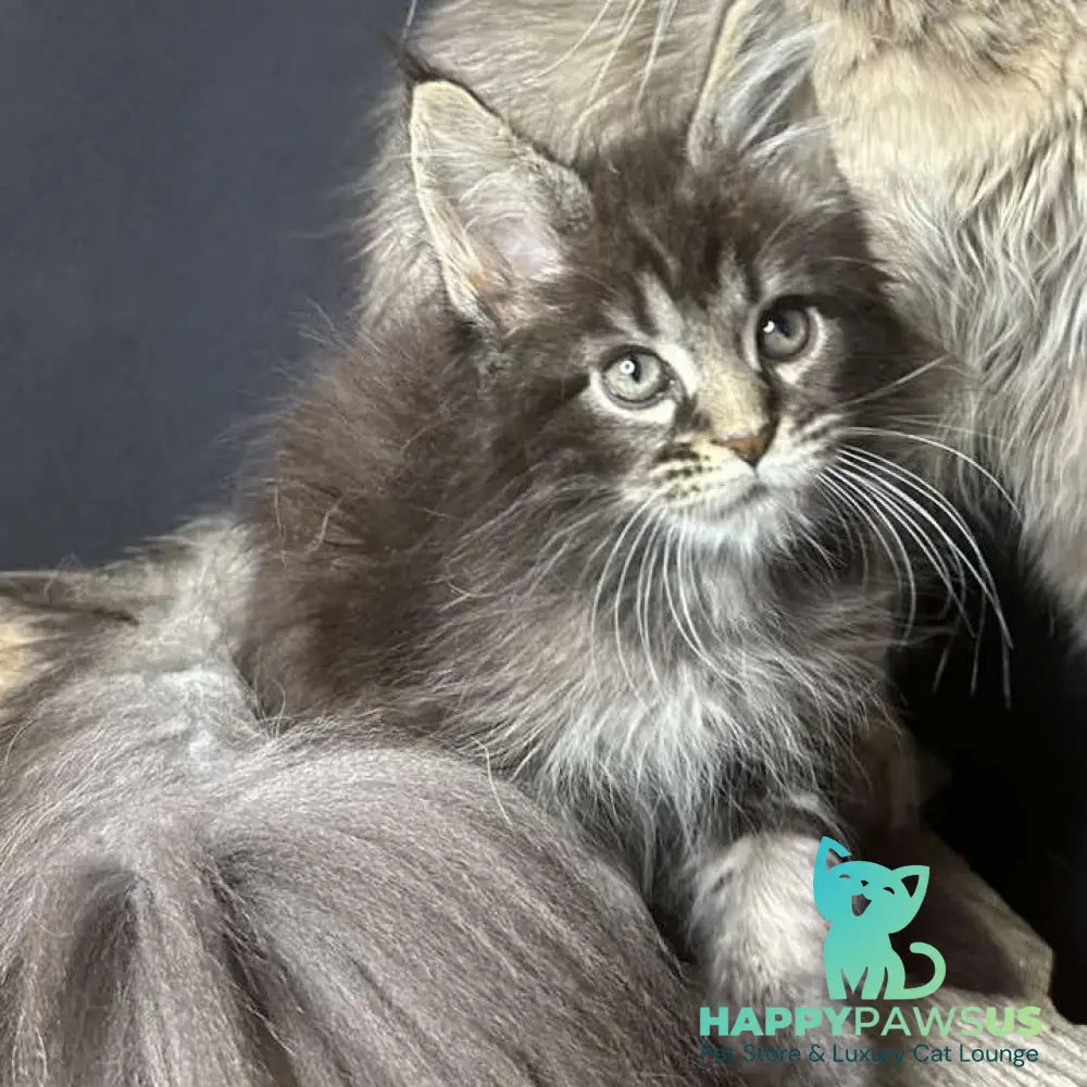 Sandra Maine Coon female black silver ticked tabby - live animals