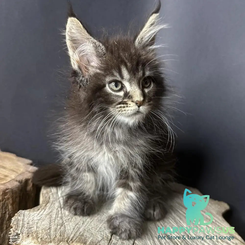 Sandra Maine Coon female black silver ticked tabby - live animals