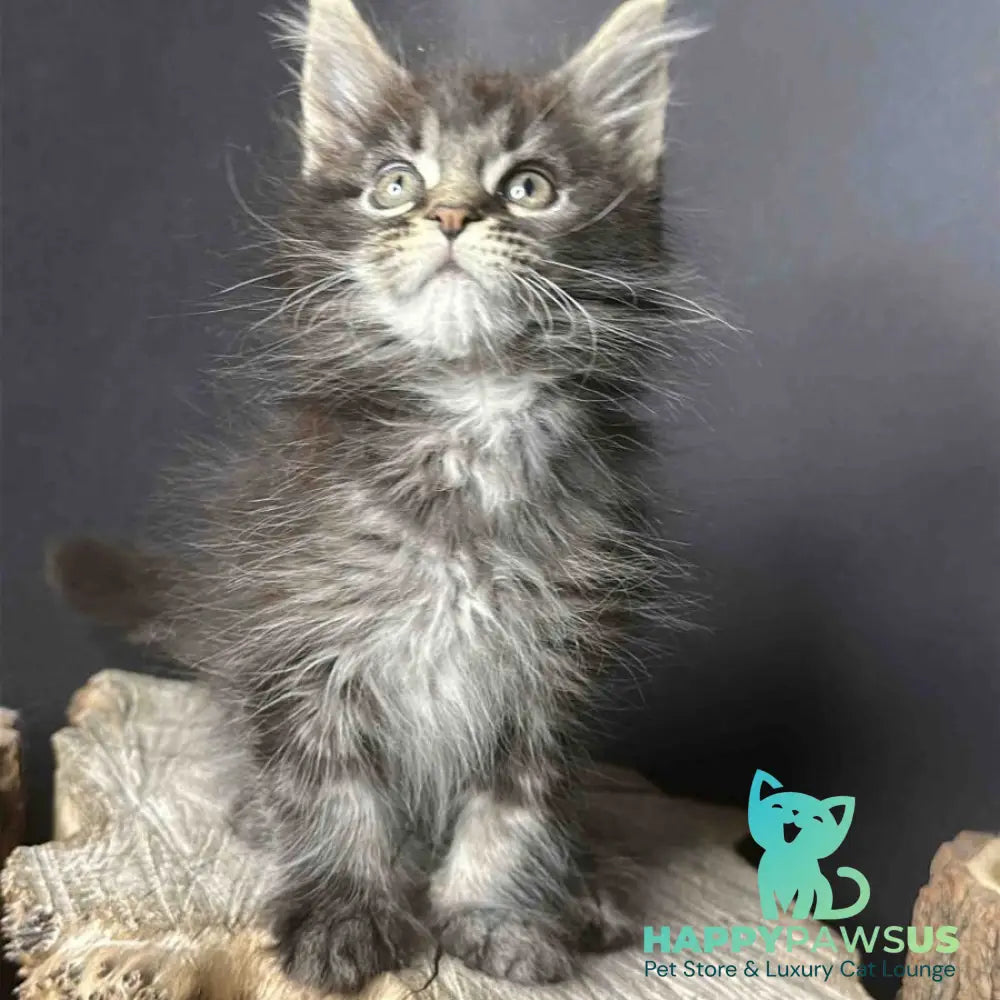 Sandra Maine Coon female black silver ticked tabby - live animals