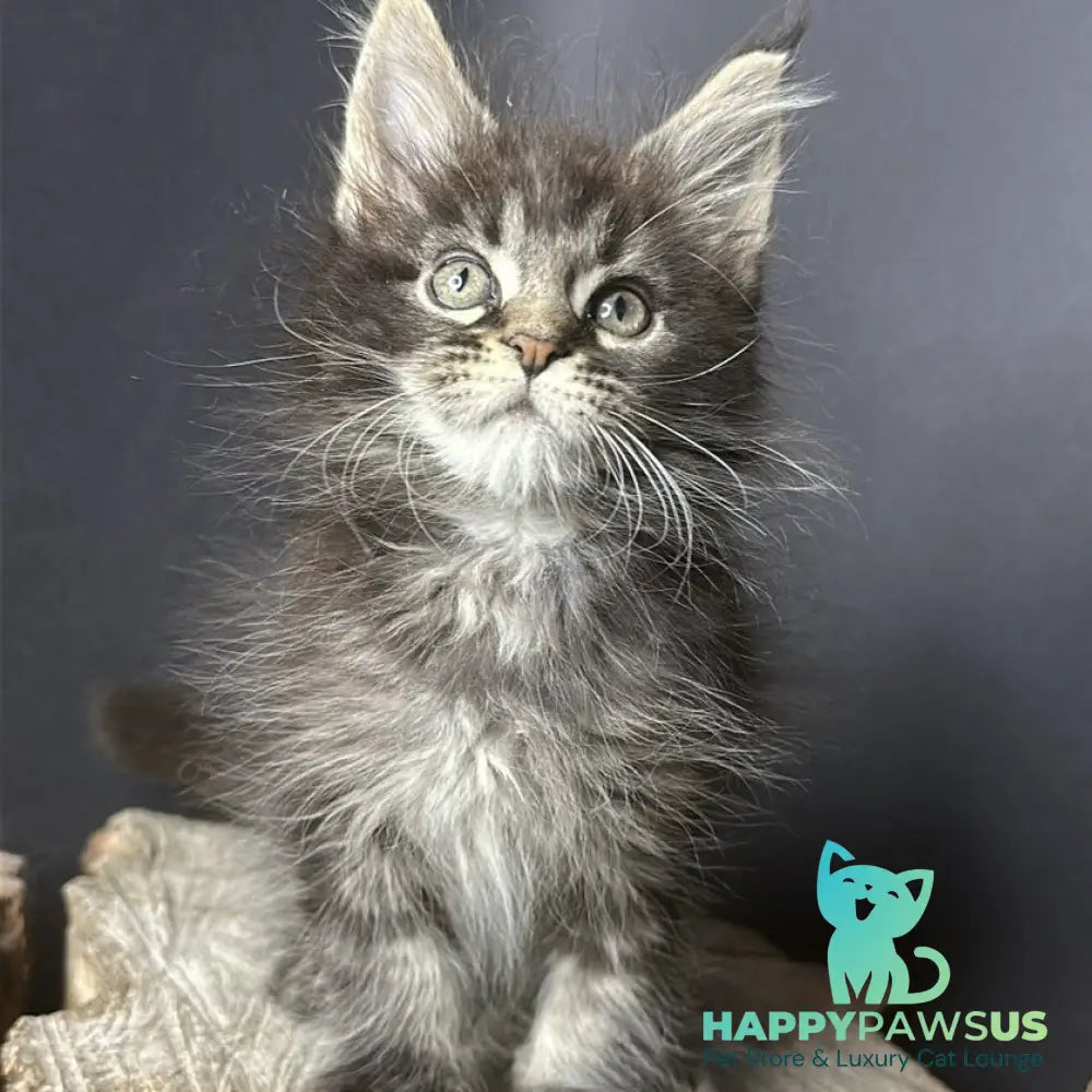 Sandra Maine Coon female black silver ticked tabby - live animals