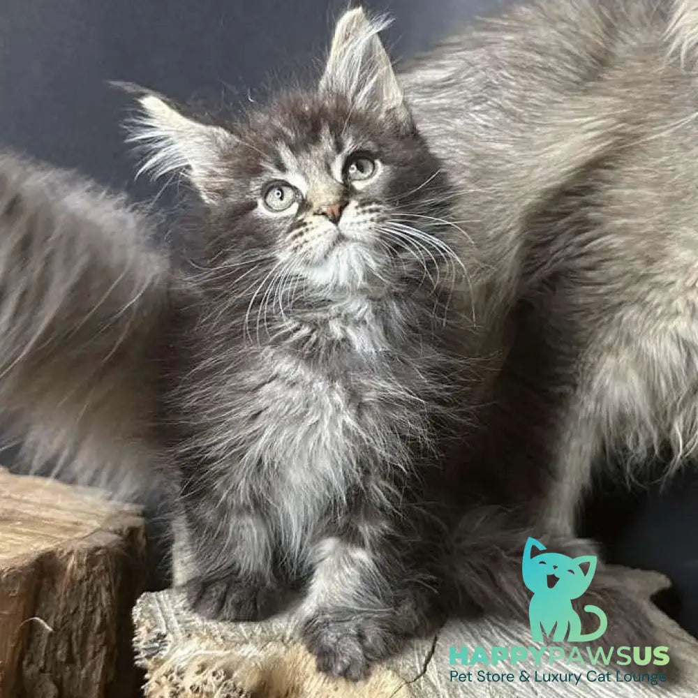 Sandra Maine Coon female black silver ticked tabby - live animals