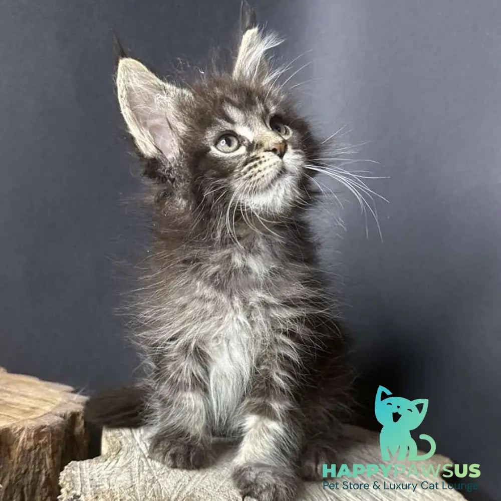 Sandra Maine Coon female black silver ticked tabby - live animals
