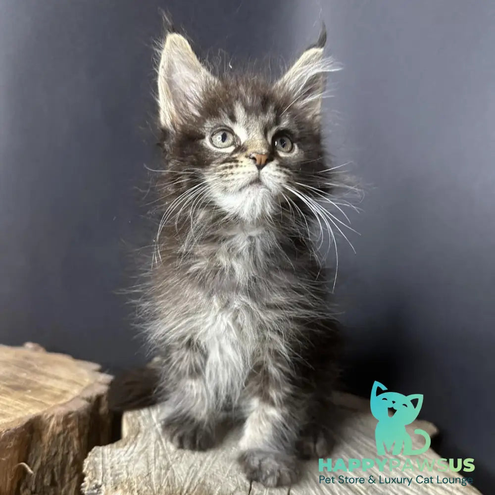 Sandra Maine Coon female black silver ticked tabby - live animals