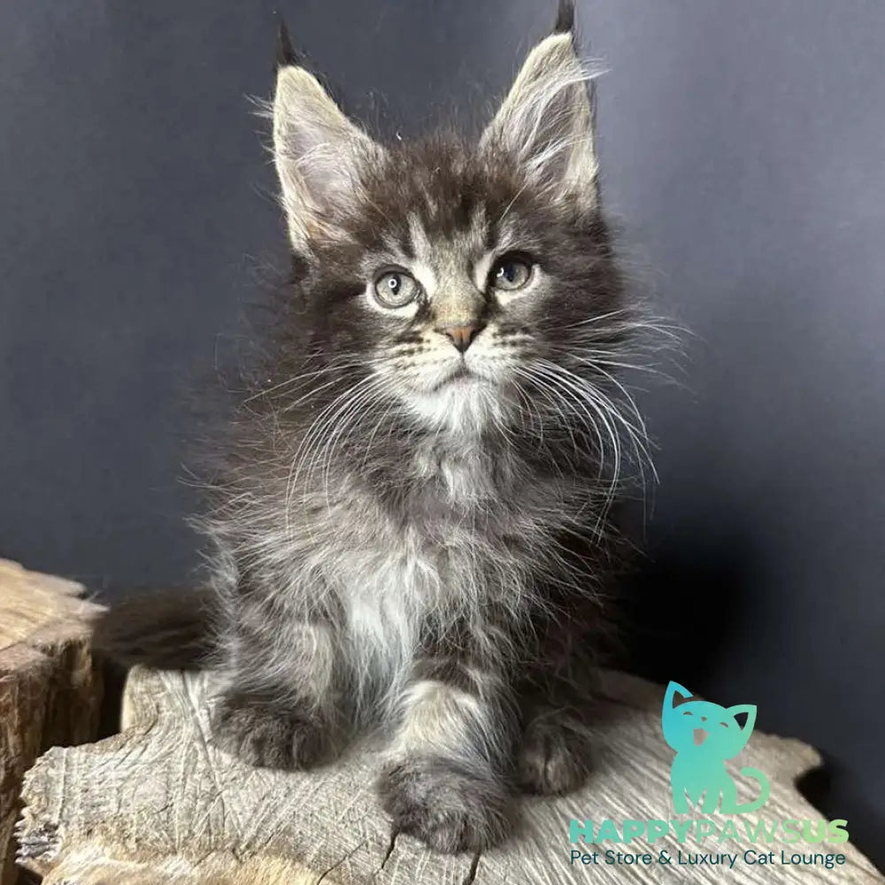 Sandra Maine Coon female black silver ticked tabby - live animals