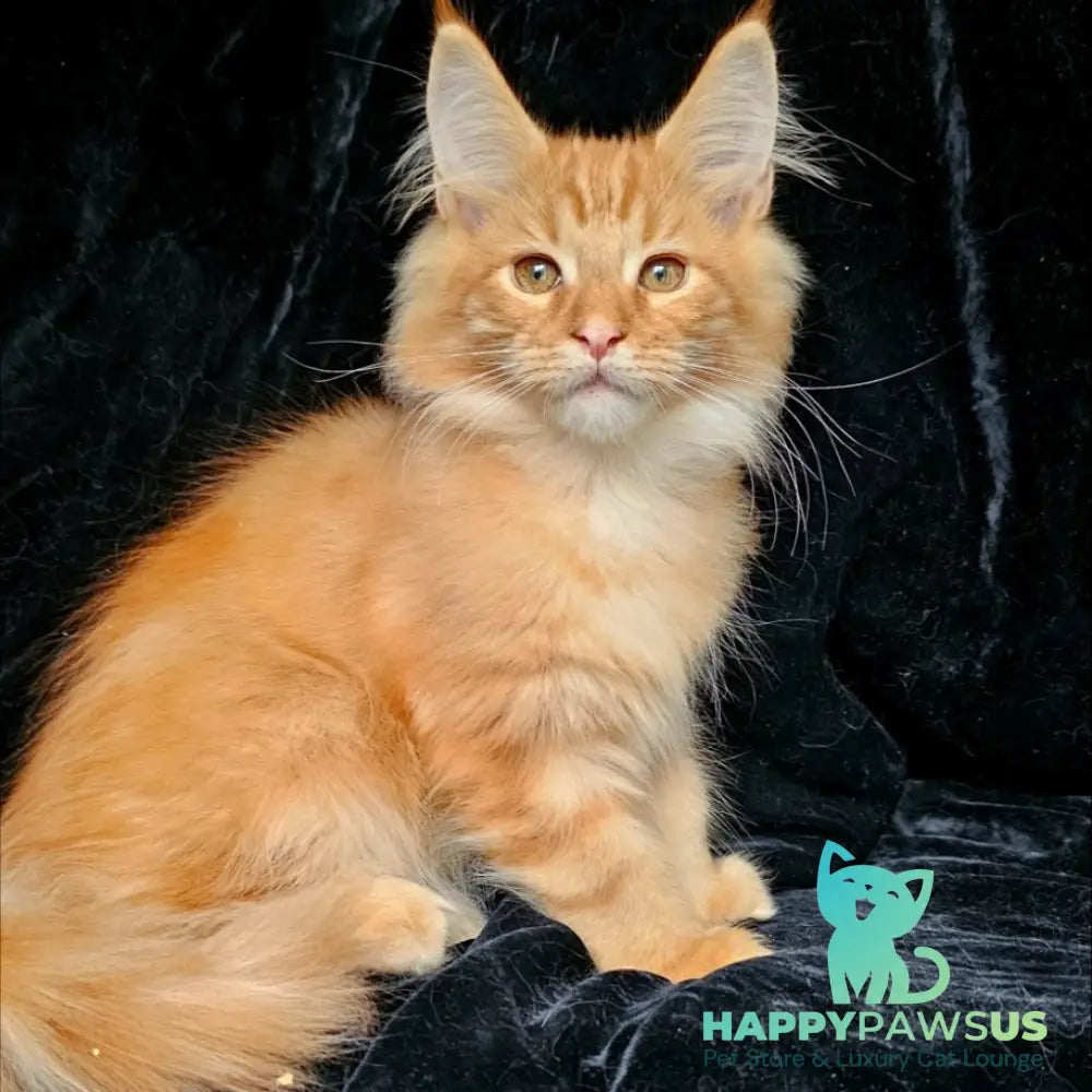 Sanny Maine Coon male red tabby - live animals