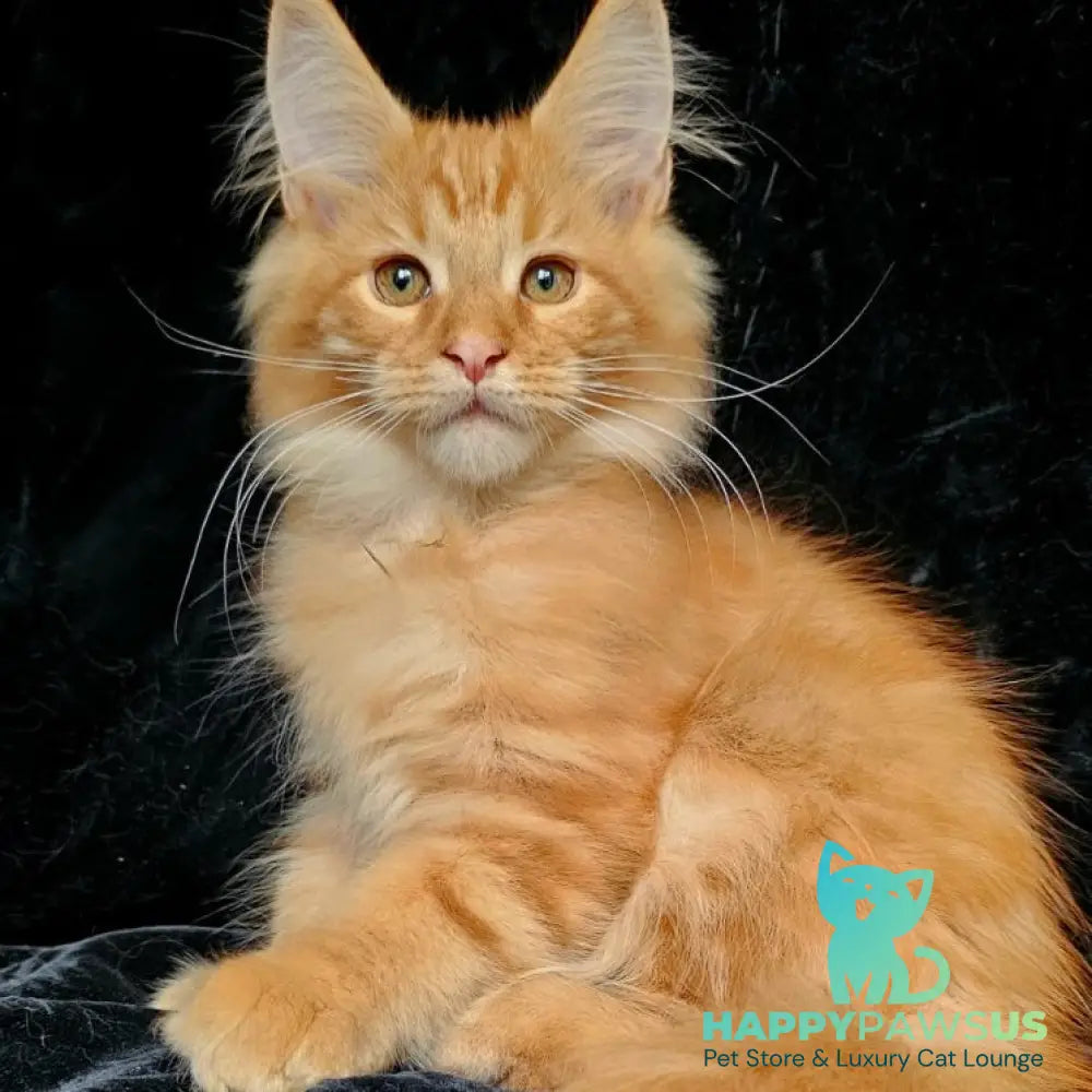 Sanny Maine Coon male red tabby - live animals