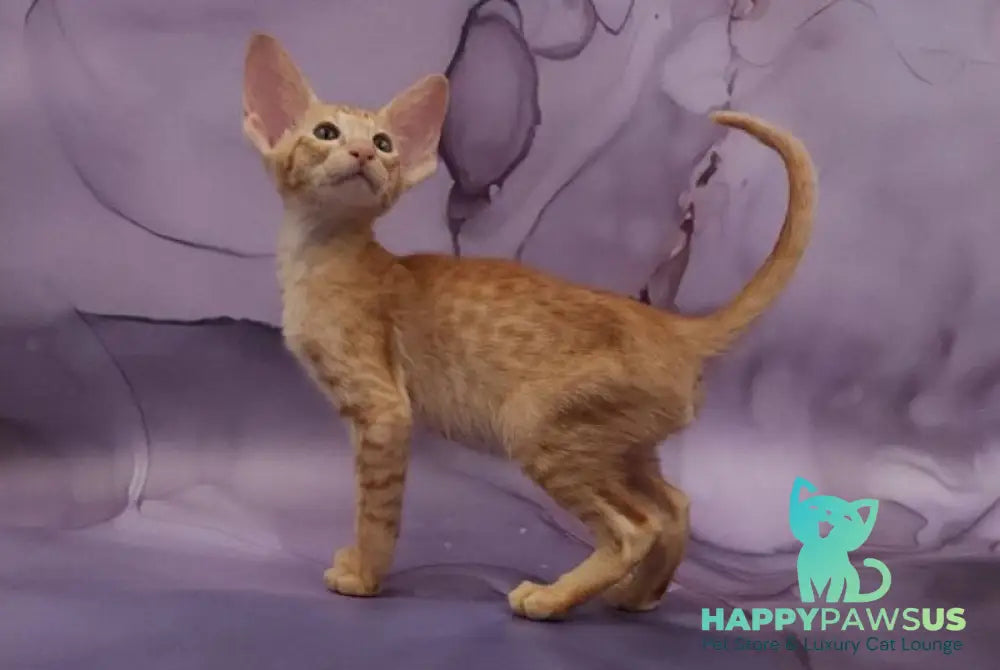 Sanrise Oriental Shorthair male red spotted tabby - live animals