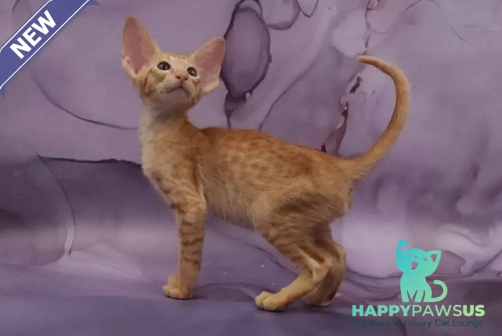 Sanrise Oriental Shorthair male red spotted tabby - live animals