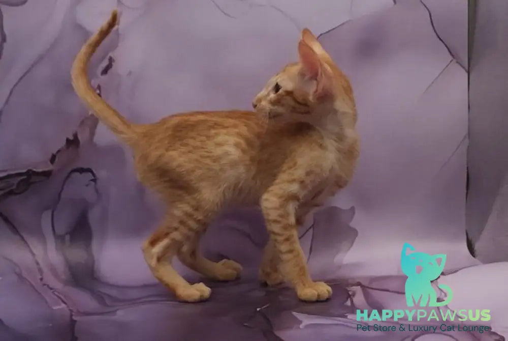 Sanrise Oriental Shorthair male red spotted tabby - live animals