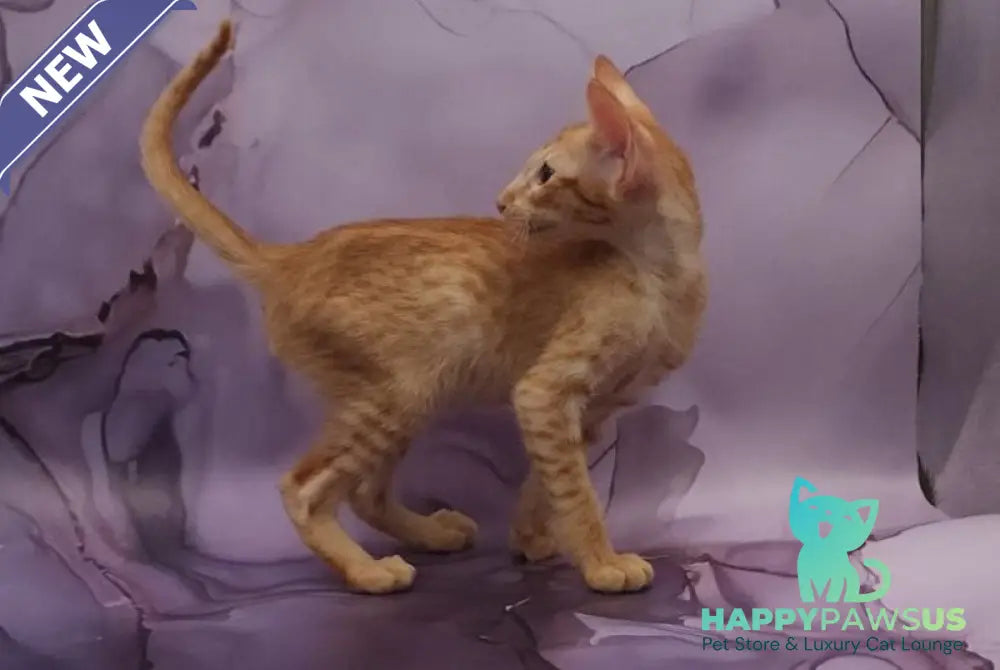Sanrise Oriental Shorthair male red spotted tabby - live animals