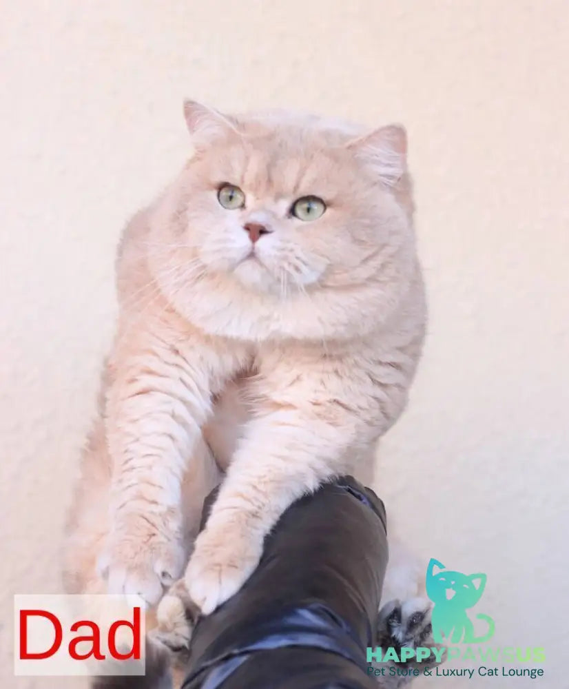 Sansara British Shorthair female black golden chinchilla live animals