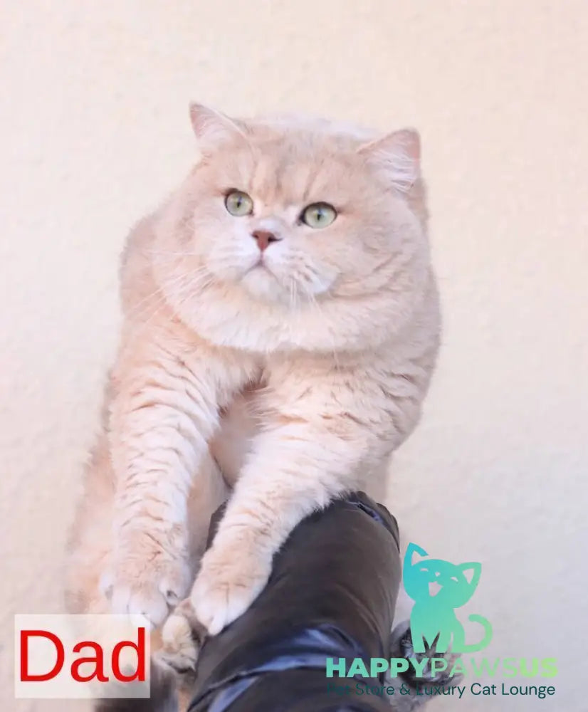 Sansara British Shorthair female black golden chinchilla live animals