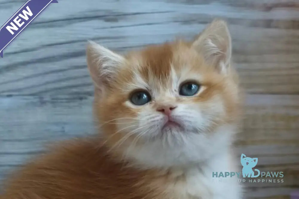 Sansara British Shorthair female black golden chinchilla live animals