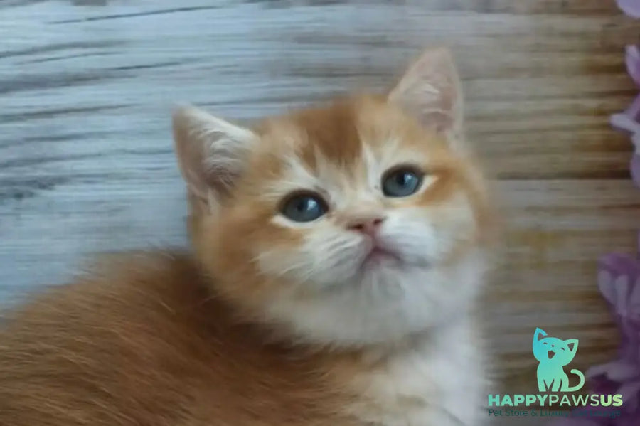 Sansara British Shorthair female black golden chinchilla live animals