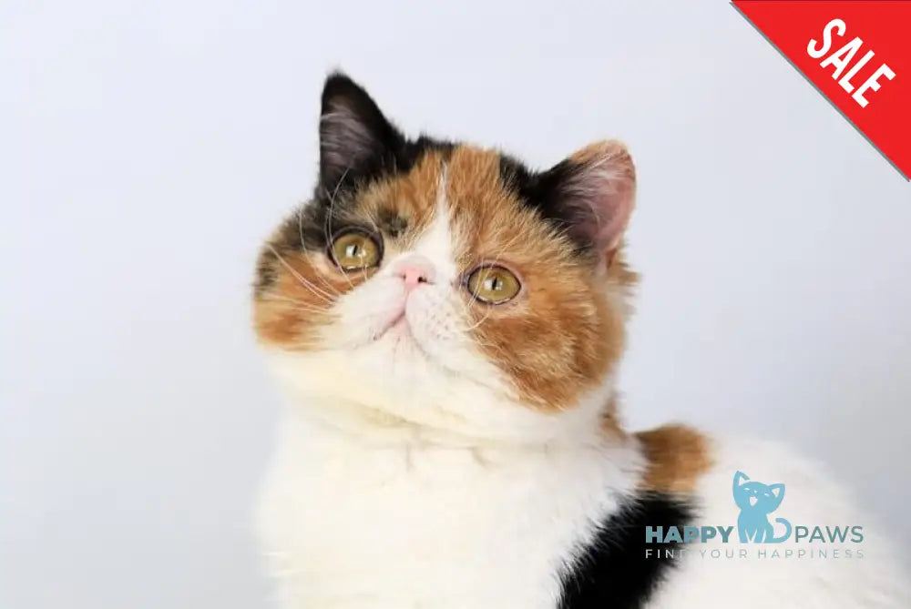 Sansara Exotic female black tortie bicolour tabby live animals