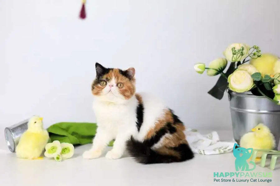 Sansara Exotic female black tortie bicolour tabby live animals