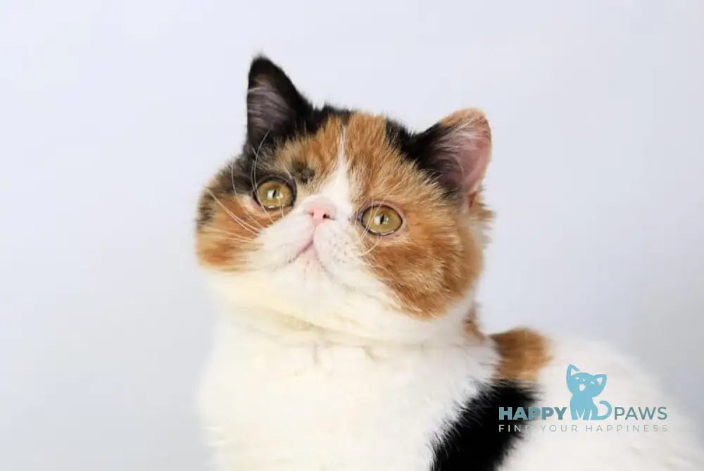 Sansara Exotic female black tortie bicolour tabby live animals