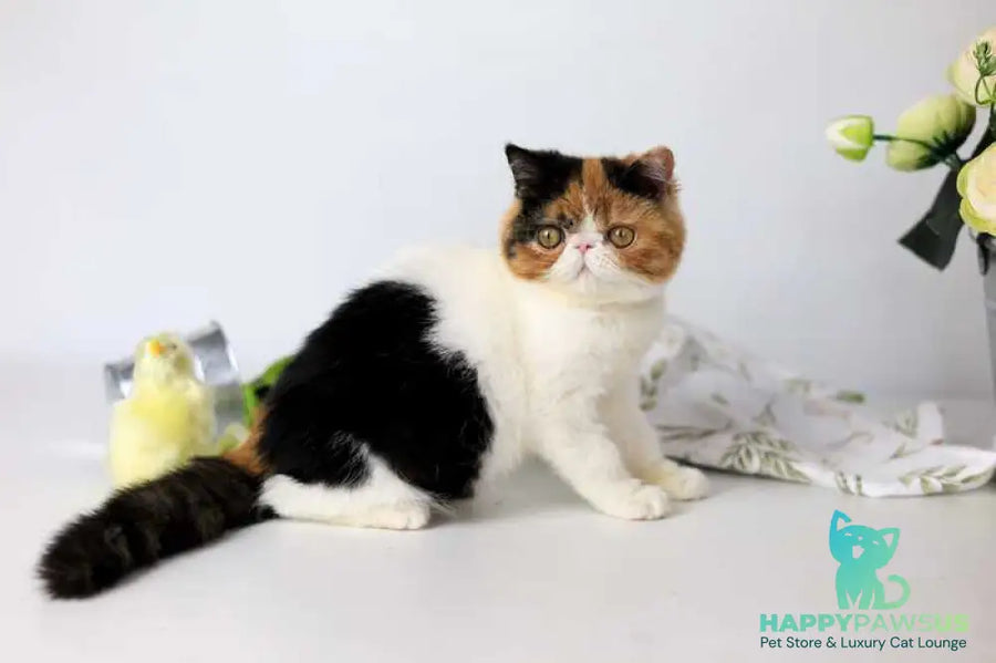 Sansara Exotic female black tortie bicolour tabby live animals
