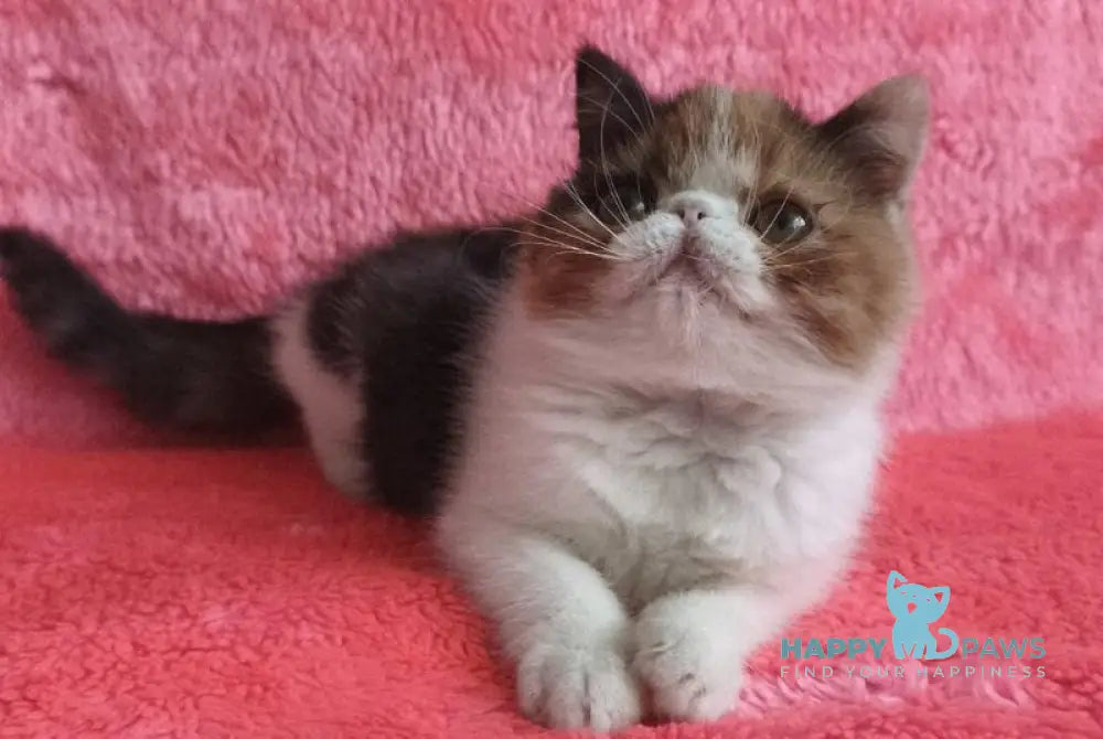 Sansara Exotic female black tortie bicolour tabby live animals