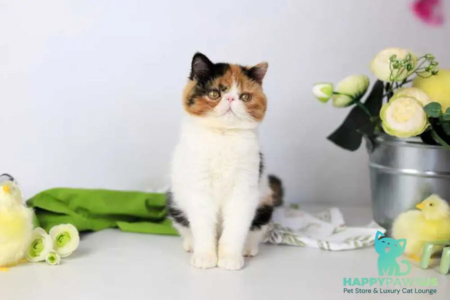 Sansara Exotic female black tortie bicolour tabby live animals