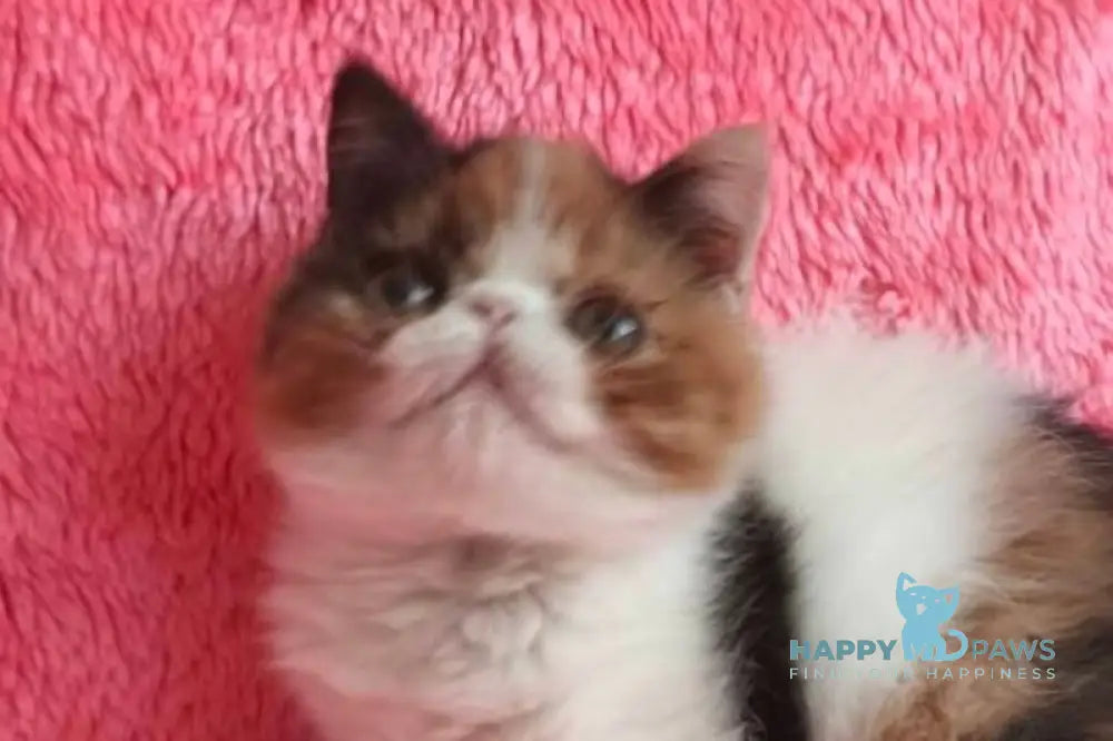 Sansara Exotic female black tortie bicolour tabby live animals