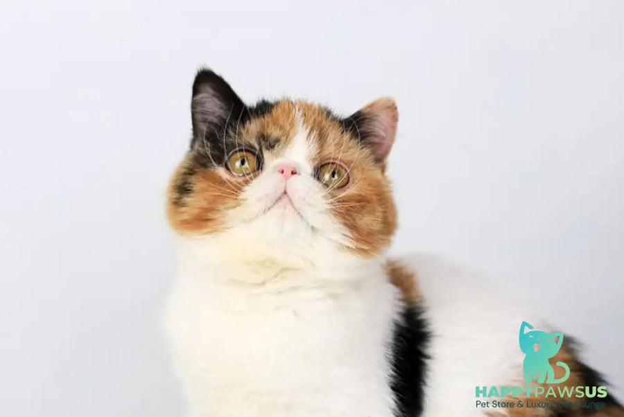 Sansara Exotic female black tortie bicolour tabby live animals
