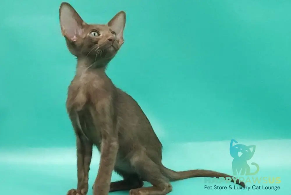 Sansay Oriental Shorthair male chocolate - live animals