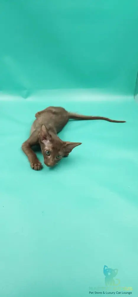 Sansay Oriental Shorthair male chocolate - live animals