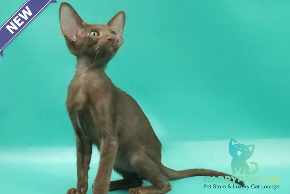 Sansay Oriental Shorthair male chocolate - live animals