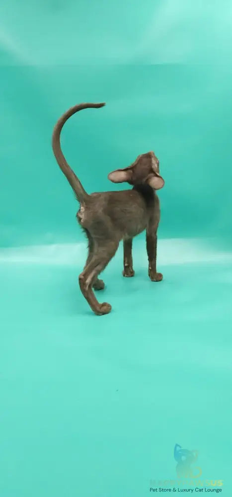 Sansay Oriental Shorthair male chocolate - live animals