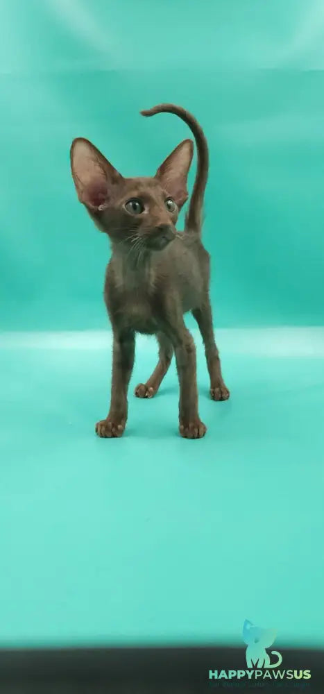 Sansay Oriental Shorthair male chocolate - live animals