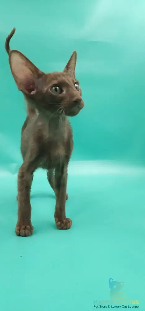Sansay Oriental Shorthair male chocolate - live animals