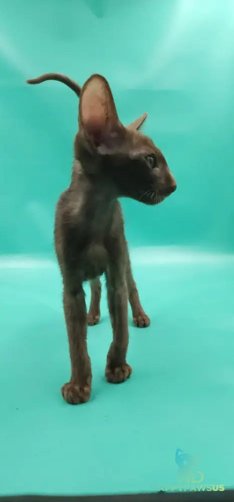 Sansay Oriental Shorthair male chocolate - live animals
