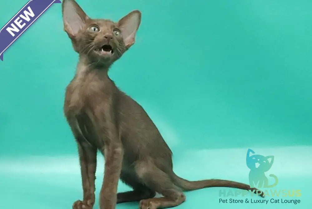 Sansay Oriental Shorthair male chocolate - live animals
