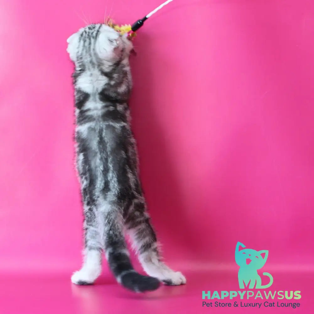 Santa Scottish Fold female black silver tabby - live animals