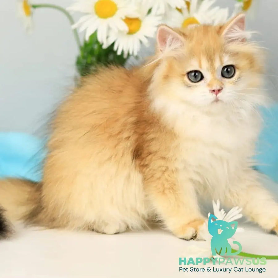 Santana British Longhair female black golden chinchilla - live animals
