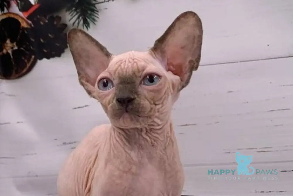 Santana Canadian Sphynx female red pointed live animals