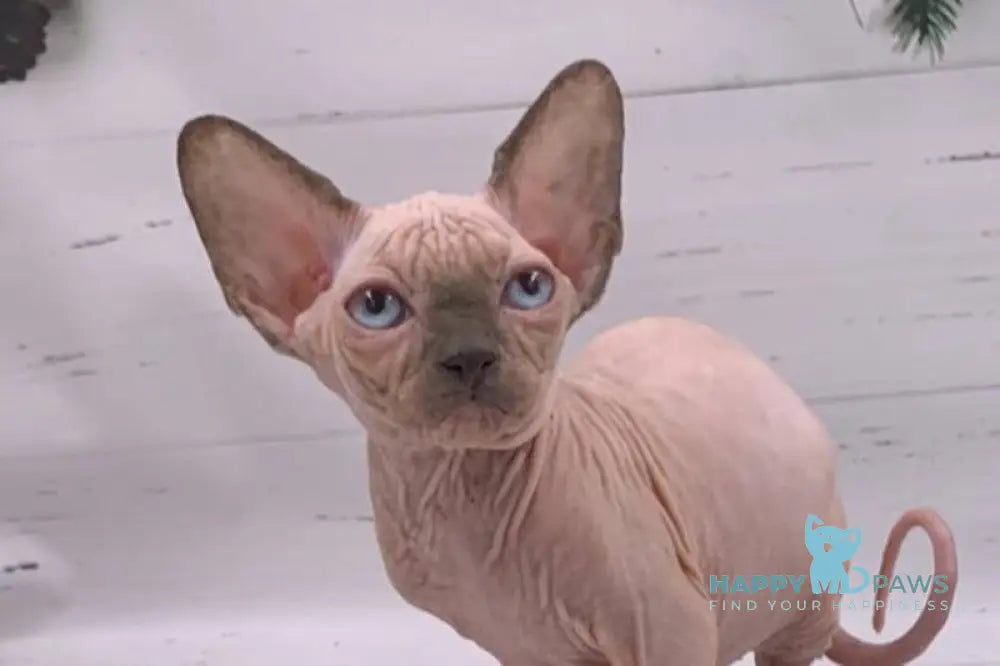 Santana Canadian Sphynx female red pointed live animals