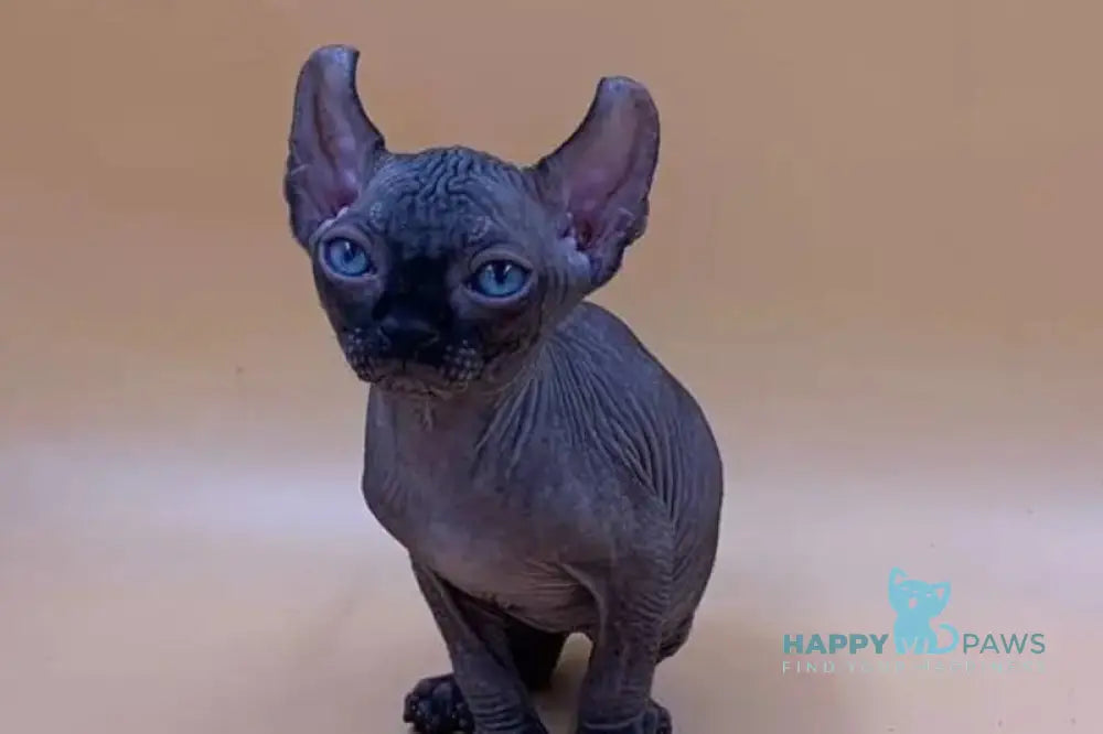 Sante Elf female black live animals