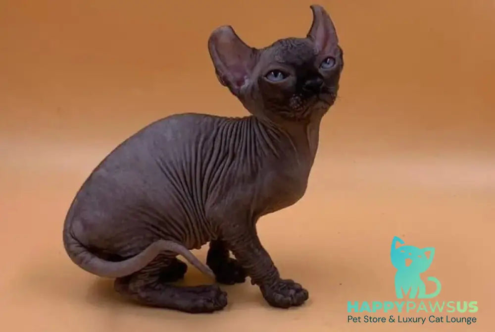 Sante Elf female black live animals