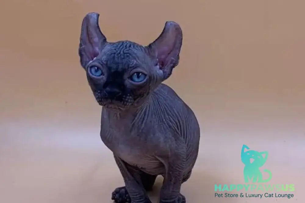 Sante Elf female black live animals