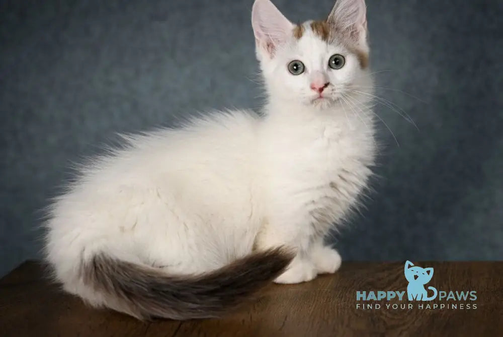 Santos Munchkin male chocolate tabby van live animals