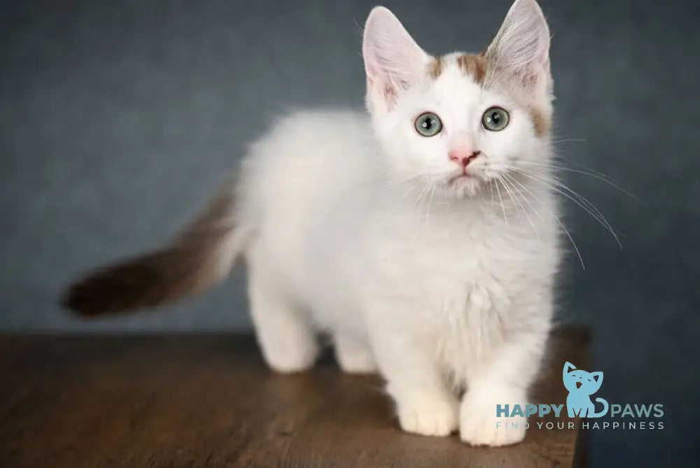 Santos Munchkin male chocolate tabby van live animals