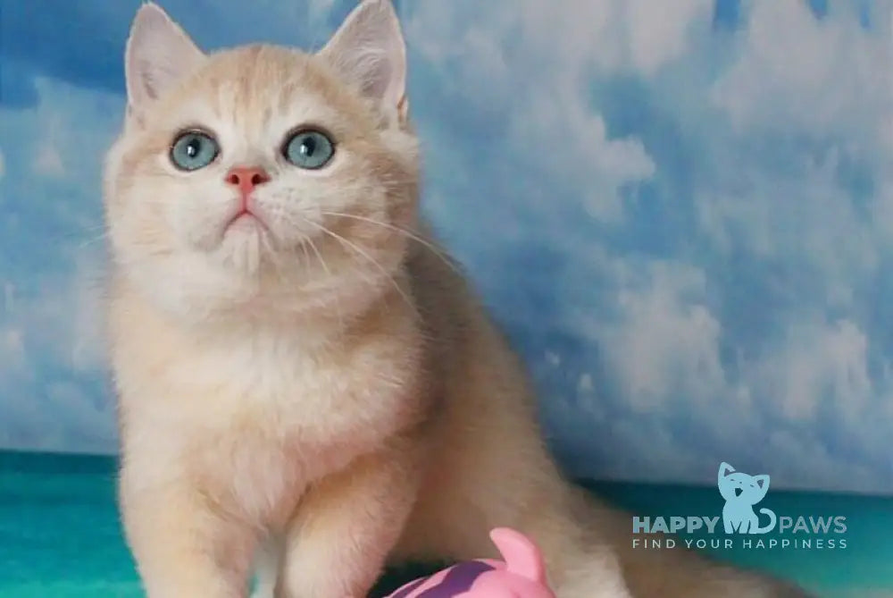 Sapfir British Shorthair male blue golden chinchilla live animals