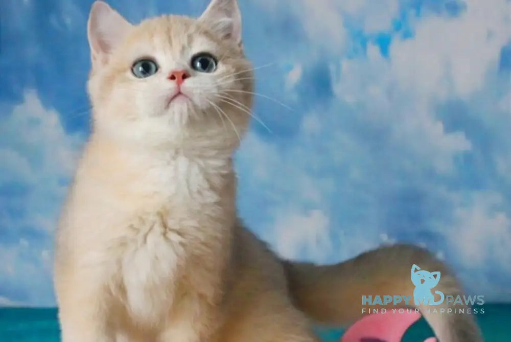 Sapfir British Shorthair male blue golden chinchilla live animals